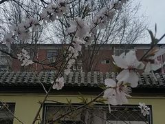 -桃花堤公园