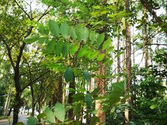 -南国桃园旅游度假区