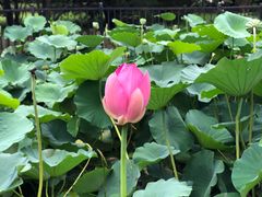 -莲花池公园