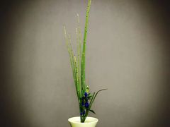 -荷兰布尔玛国际花艺学院