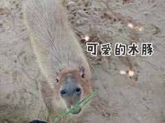 -西霞口神雕山野生动物世界