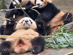 -都江堰中华大熊猫苑