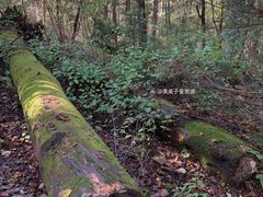 -五营国家森林公园