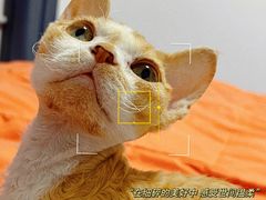 -猫十亿·布偶金渐层·曼基康矮脚猫舍(青年路店)