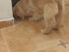 -Let's go狗咖·猫咖·奶狗·桌游(春熙路IFS店)
