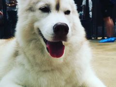 -TrueLove @ Neverland (Husky Cafe)