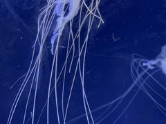 -珠海长隆海洋王国