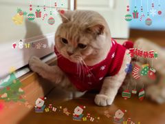 -东方名猫馆·英短金渐层布偶猫舍(环线广场1号楼店)