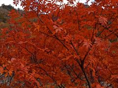 -叠溪松坪沟景区