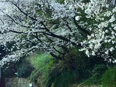 -武汉大学-樱园