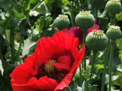 -国家植物园南园