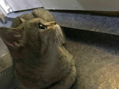 -猫色咖啡·猫咖