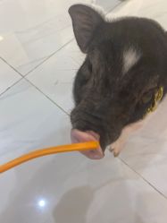 -Moni星球萌宠·小马宝莉·灵蛇·高端高阶全萌宠互动体验俱乐部(红豆国际广场店)