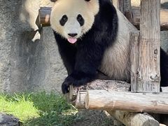 -上海野生动物园
