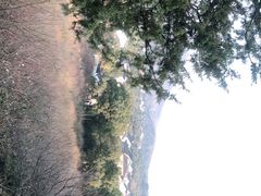 -香雪海