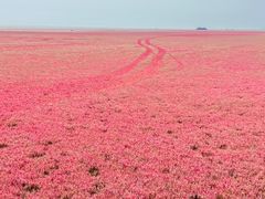 -红海滩国家风景廊道