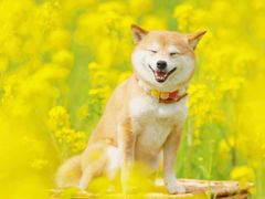 -九炉分座(五彩店)