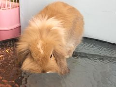 -藦茜花园宠物主题亲子互动体验馆(国顺东路店)