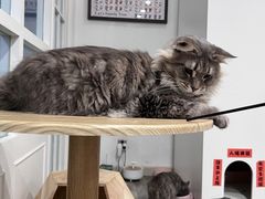 -楼上猫咖(罗湖店)