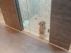 -宠物之家Pets Home 宠物寄养酒店
