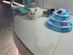 -1013 PET SHOP精品宠物商店(丁香店)
