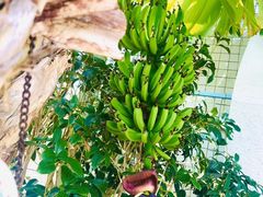 -马大胡子清真西北菜