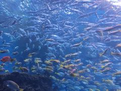 -海合安成都极地海洋公园