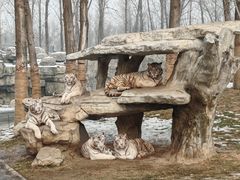 -北京野生动物园