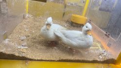 -神奇动物撸宠馆·羊驼·小浣熊·异宠(豫园店)