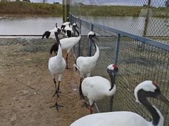 -盐城丹顶鹤湿地生态旅游区