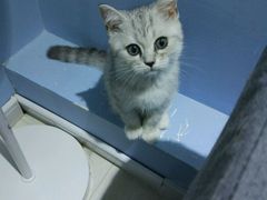 -喵的天空名猫咖啡馆·撸猫·猫舍·用品