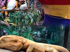 -正佳雨林生态植物园