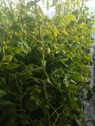 -蓝呗呗蓝莓草莓采摘园(通州区马驹桥店)