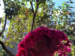 -静之湖湖畔餐厅