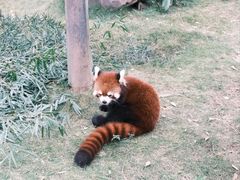 -灵玲国际马戏城
