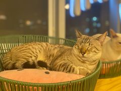 -Cappucimeow猫咪咖啡馆(韦伯时代店)