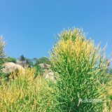 我在南方看仙人掌