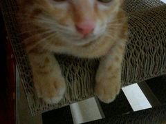 -东莞宠友24H宠物中心医院·转诊夜诊·异宠(新河北路院)