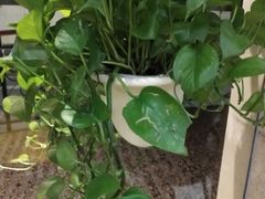 -协茂森老钟家(鸿云悦街店)