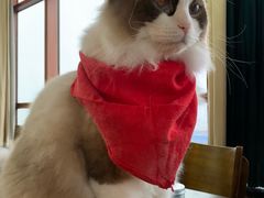 -蓝鲸·缅因猫舍