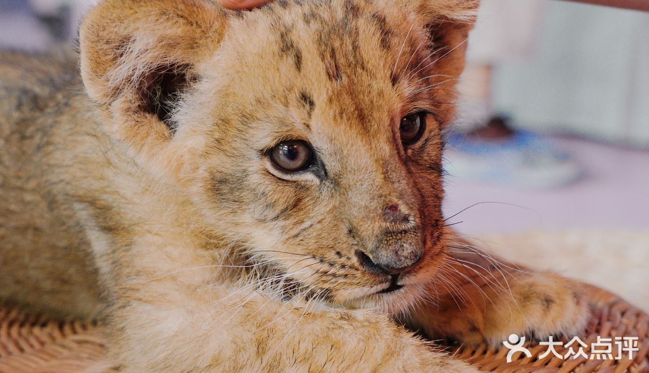 江浙沪周边游🐯宁波雅戈尔动物园互动全攻略