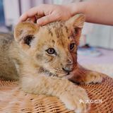 江浙沪周边游🐯宁波雅戈尔动物园互动全攻略