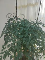 -HEYAN荷妍专业脱毛连锁机构