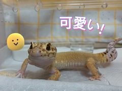 -酷以爬仙阁实体爬宠店·守宫·蜥蜴·专业繁育