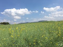 -光明小镇欢乐田园