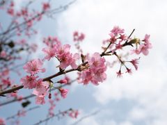 -天适樱花悠乐园