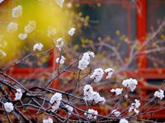 -大觉寺-停车场