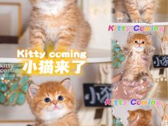 -小猫来了·猫舍(红山六九七九店)