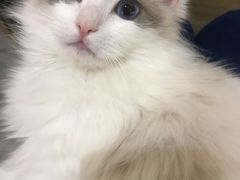 -1013 PET SHOP 宠物商店(近铁城市广场店)