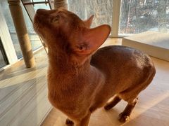 -有猫儿腻咖啡厅.猫咖